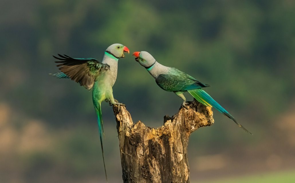 fotografías de naturaleza