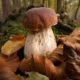 Close-Up Photographer of the Year 2023 Autumn Boletus